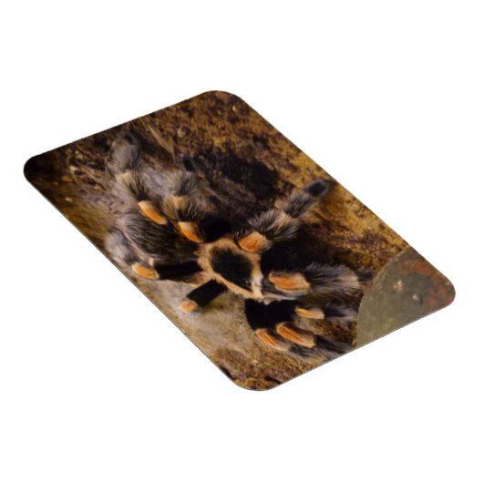 Tarantula 3"x4" Magnet (Rechte Seite)