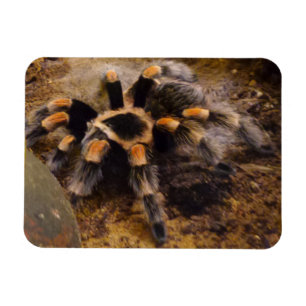 Tarantula 3"x4" Magnet