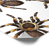 Tarantula auf weiß poster (Ecke)