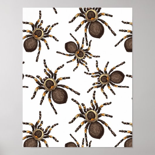 Tarantula auf weiß poster (Vorne)