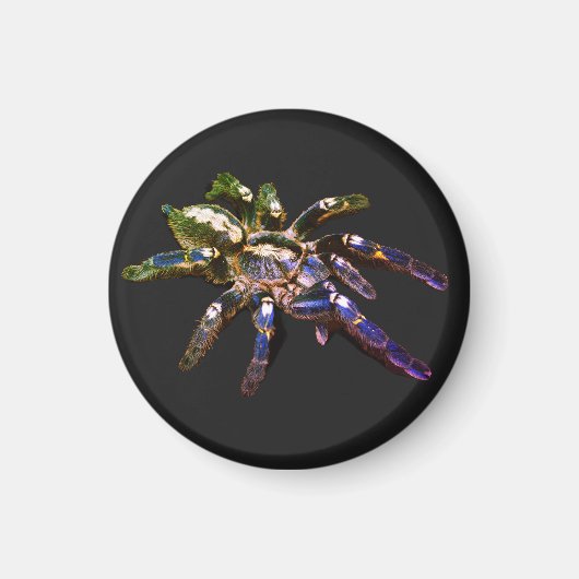 Tarantula, blau/rot/orange/schwarz magnet (Vorne)