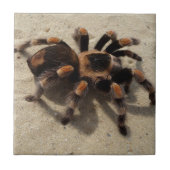 Tarantula brachypelma rotes Knie giftig Fliese (Vorderseite)