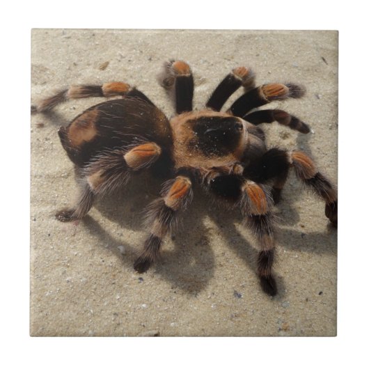 Tarantula brachypelma rotes Knie giftig Fliese (Vorderseite)