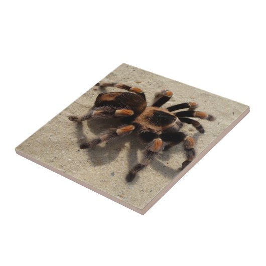 Tarantula brachypelma rotes Knie giftig Fliese (Seite)