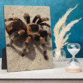 Tarantula brachypelma rotes Knie giftig Fotoplatte (Seite)