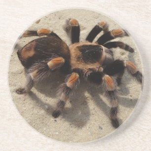 Tarantula brachypelma rotes Knie giftig Getränkeuntersetzer