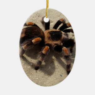 Tarantula brachypelma rotes Knie giftig Keramikornament