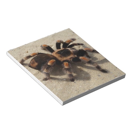Tarantula brachypelma rotes Knie giftig Notizblock (angewinkelt)
