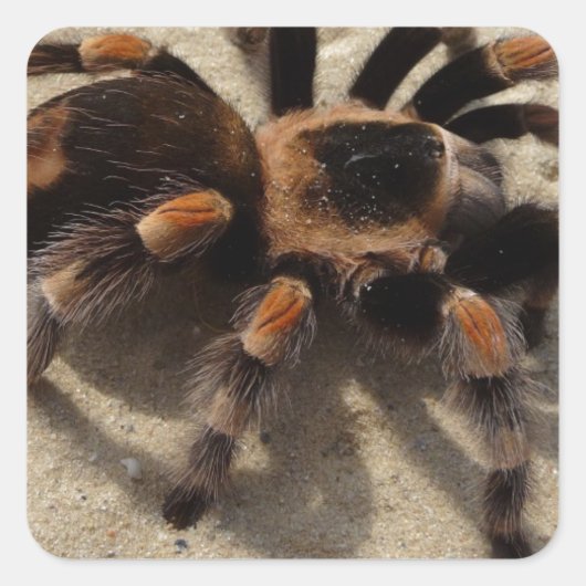 Tarantula brachypelma rotes Knie giftig Quadratischer Aufkleber (Vorderseite)