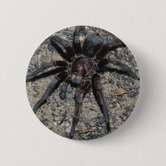 Tarantula Button (Vorderseite)