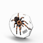 Tarantula-Cartoon Fotoblock (Rechts)