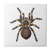 Tarantula Fliese (Vorderseite)