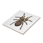 Tarantula Fliese (Seite)