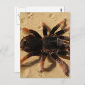 Tarantula Foto Postkarte (Vorne/Hinten)