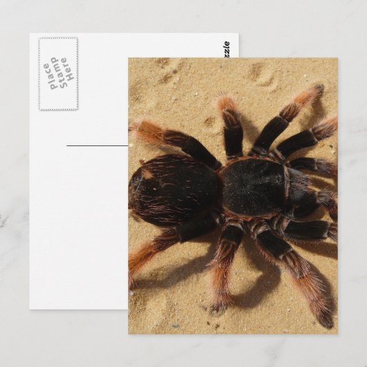 Tarantula Foto Postkarte (Vorne/Hinten)