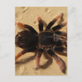 Tarantula Foto Postkarte (Vorderseite)