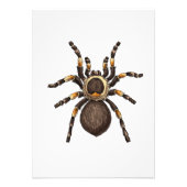 Tarantula Fotodruck (Vorne)