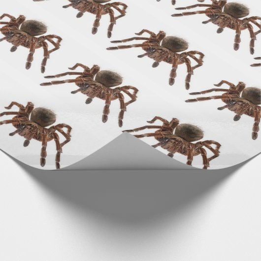 TARANTULA GESCHENKPAPIER (Ecke)