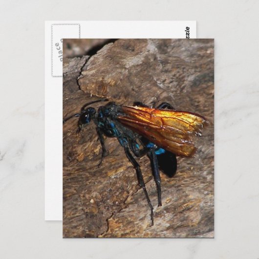Tarantula Hawk Postkarte (Vorne/Hinten)