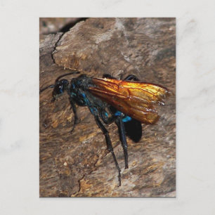 Tarantula Hawk Postkarte