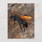 Tarantula Hawk Postkarte (Vorderseite)