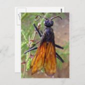 Tarantula Hawk Postkarte (Vorne/Hinten)