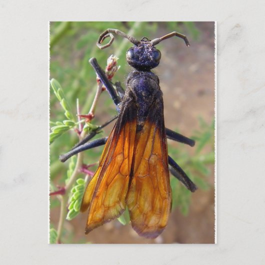 Tarantula Hawk Postkarte (Vorderseite)