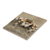 Tarantula Jumping Bird Spider phantastische Zubehö Fliese (Seite)