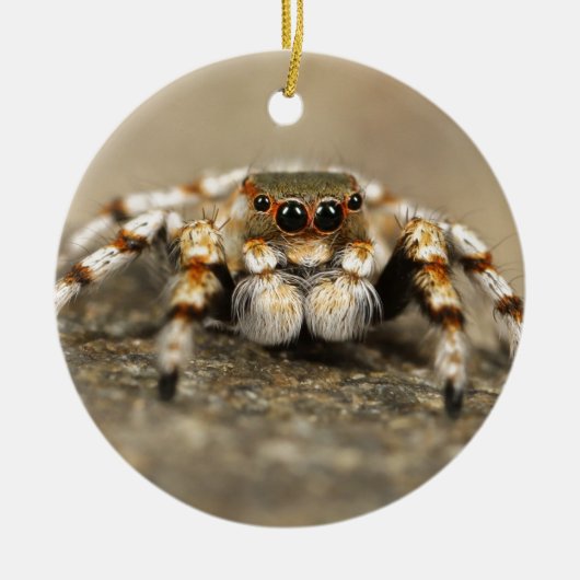 Tarantula Jumping Bird Spider phantastische Zubehö Keramik Ornament (Vorne)