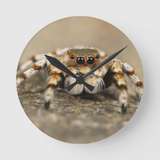 Tarantula Jumping Bird Spider phantastische Zubehö Runde Wanduhr