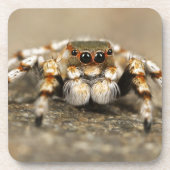 Tarantula Jumping Bird Spider phantastisches Zubeh Untersetzer (Vorderseite)
