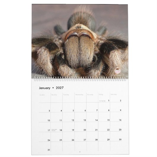 Tarantula-Kalender für 2018 Kalender (Jan 2027)
