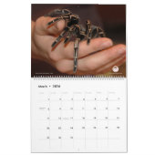 Tarantula-Kalender für 2018 Kalender (Mär 2026)