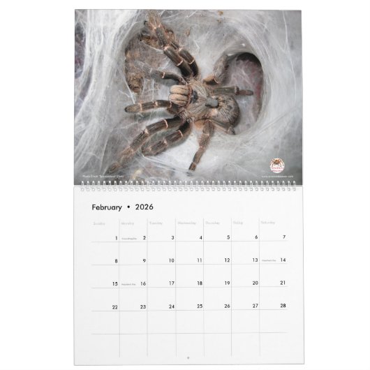Tarantula-Kalender für 2018 Kalender (Feb 2026)