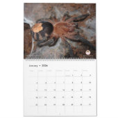 Tarantula-Kalender für 2018 Kalender (Jan 2026)