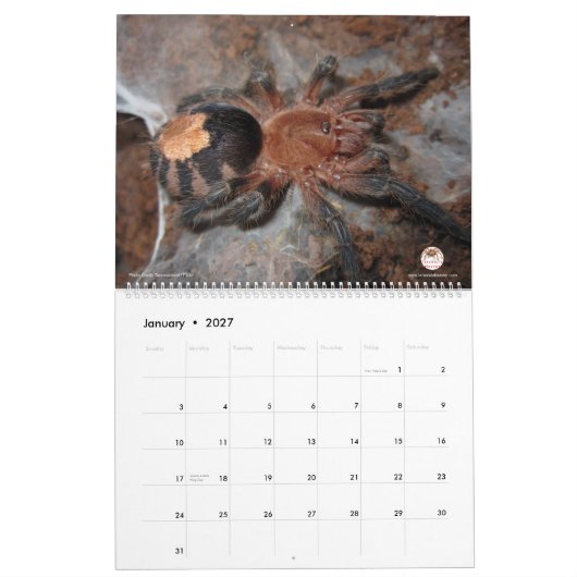 Tarantula-Kalender für 2018 Kalender (Jan 2027)