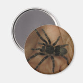 Tarantula Magnet (Vorderseite/Rückseite)
