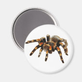 Tarantula Magnet (Vorderseite/Rückseite)