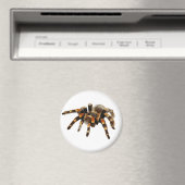 Tarantula Magnet (In Situ (Geschirrspüler))