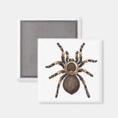 Tarantula Magnet (Vorderseite/Rückseite)