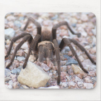 Tarantula Mousepad