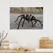 Tarantula Nah hoch Poster (Küche)