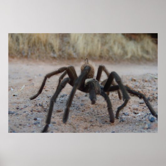 Tarantula Nah hoch Poster (Vorne)