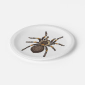 Tarantula Pappteller (Schrägansicht)