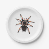 Tarantula Pappteller (Vorderseite)