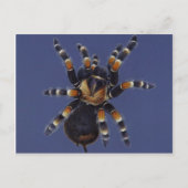 Tarantula Portrait Postkarte (Vorderseite)