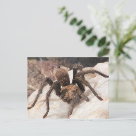 Tarantula Postkarte (Stehend Vorderseite)
