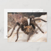 Tarantula Postkarte (Vorne/Hinten)