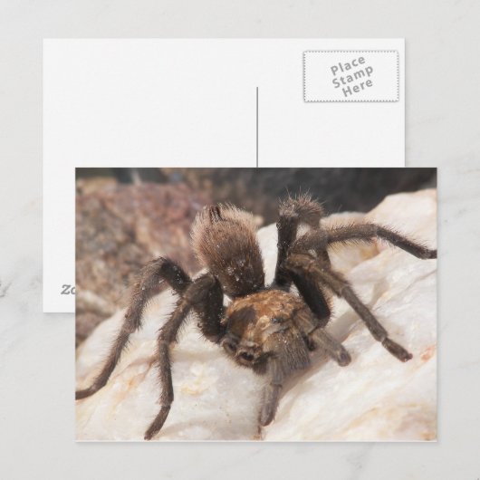 Tarantula Postkarte (Vorne/Hinten)