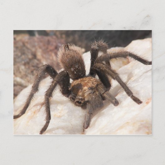 Tarantula Postkarte (Vorderseite)